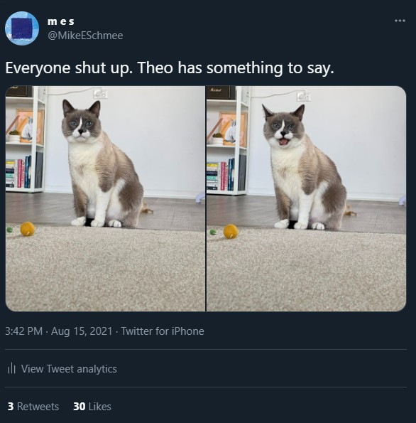 everyone shut up leo has something to say tweet cat