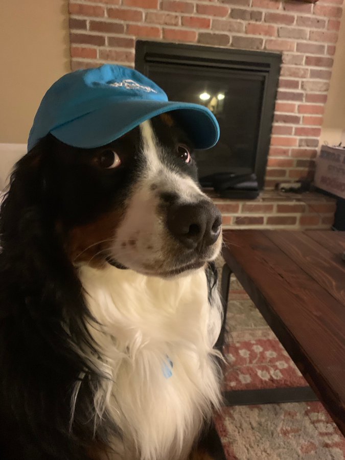 a funny looking dog in a human hat